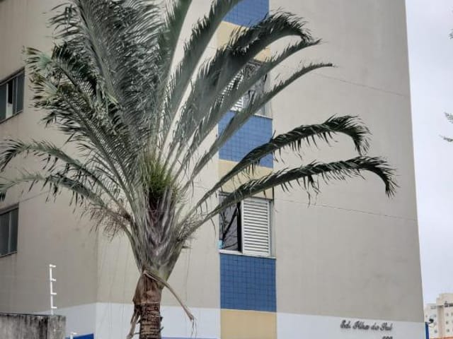 Foto do Apartamento - Apartamento com 3 dormitórios à venda, 82 m² por R$ 320.000,00 - Jardim Paraíso - São José dos Campos/SP | INDEPENDENCE NEGOCIOS IMOBILIARIOS LTDA