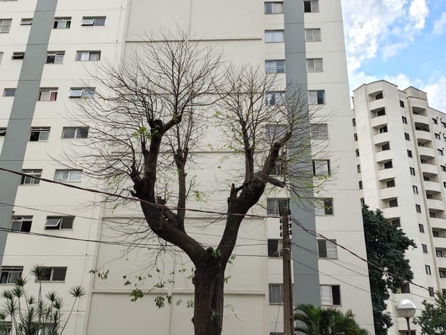 Apartamento 3 quartos e 2 banheiros, à venda, no bairro Vila Monumento em São Paulo