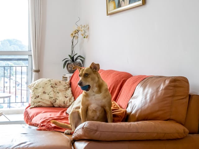 Foto do Apartamento - Apartamento tipo para venda em Vila Ipojuca com 3 quartos, sendo 1 suíte, 93m² | Lares e Andares Imóveis