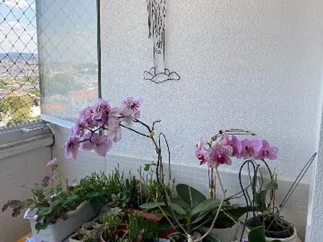 Apartamento 3 quartos e 1 banheiro, à venda, no bairro Vila Bela Vista (Zona Norte) em São Paulo