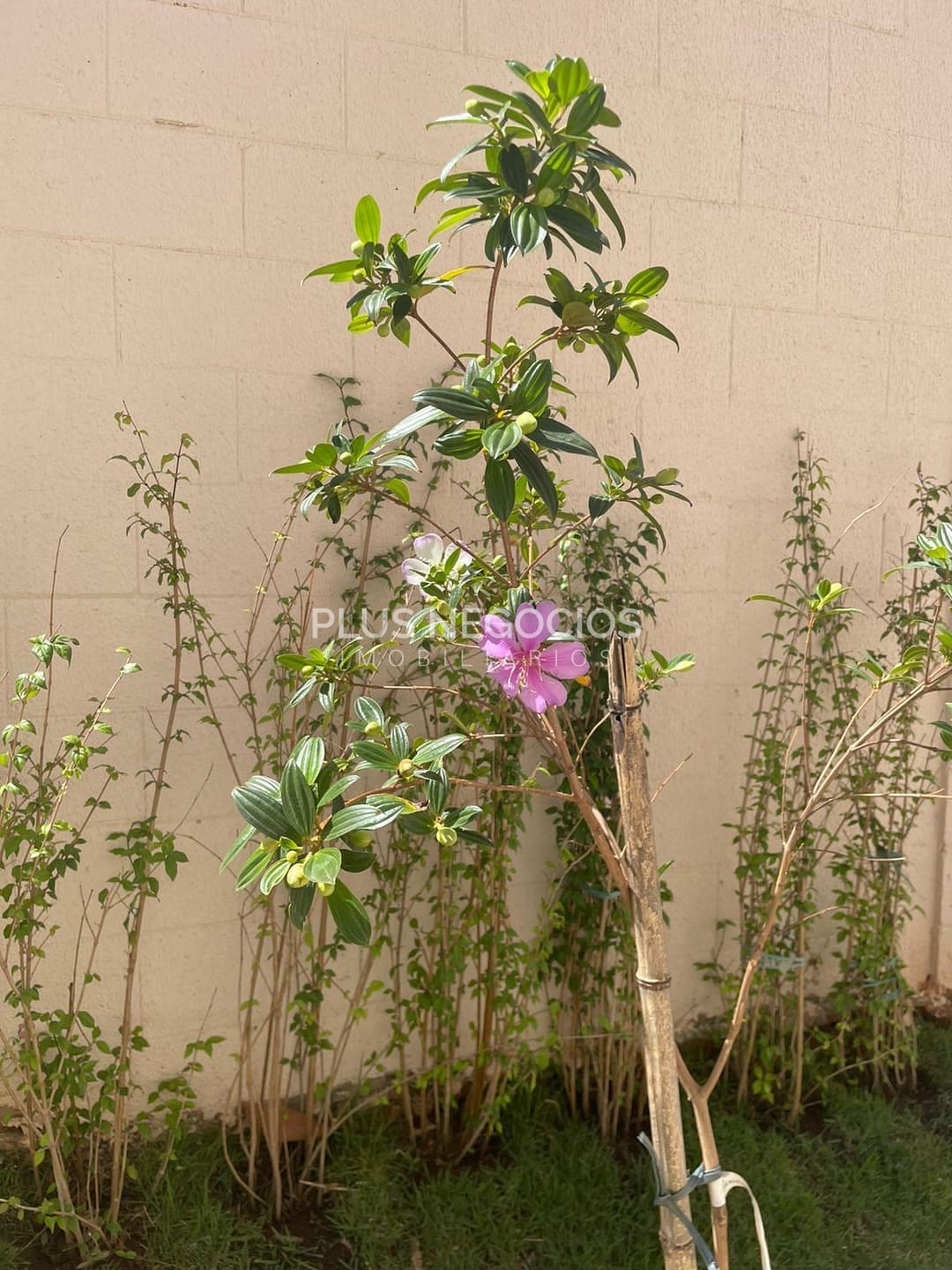 Apartamento, 2 quartos, 45 m² - Foto 31