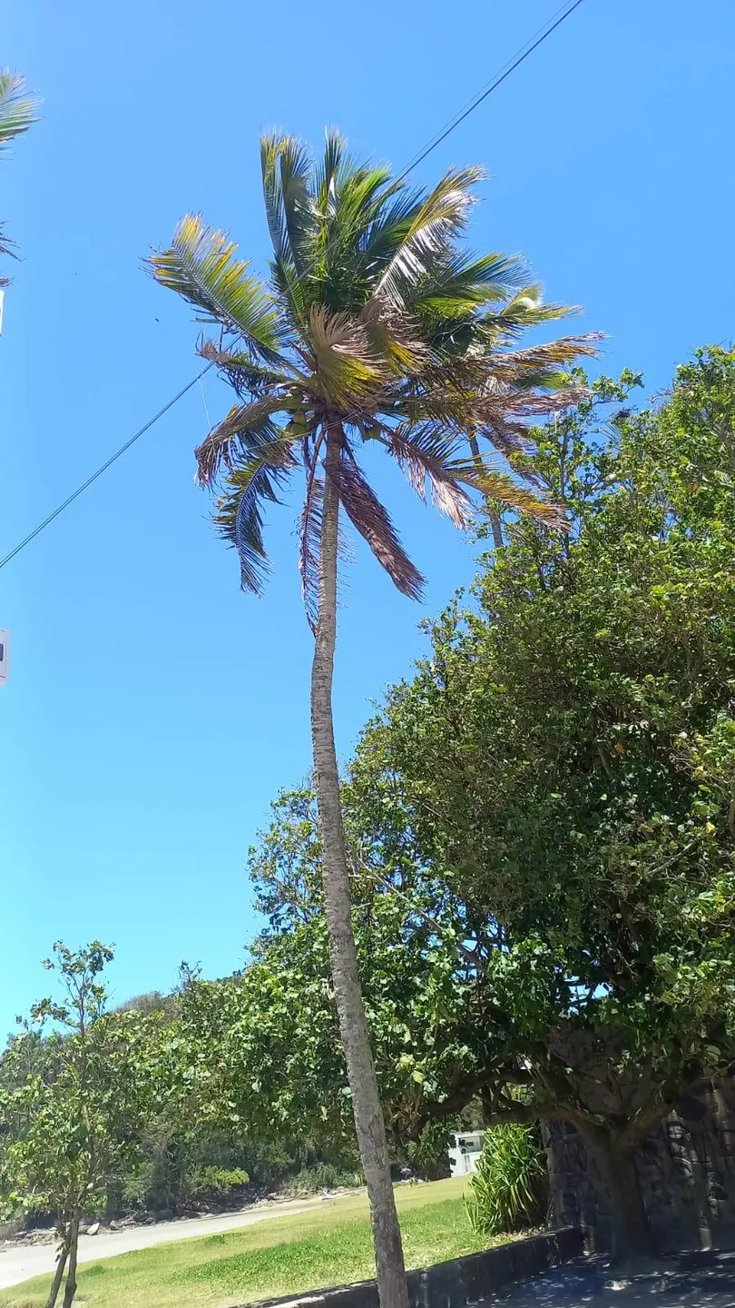 Apartamento para locação, Enseada, Guarujá, SP