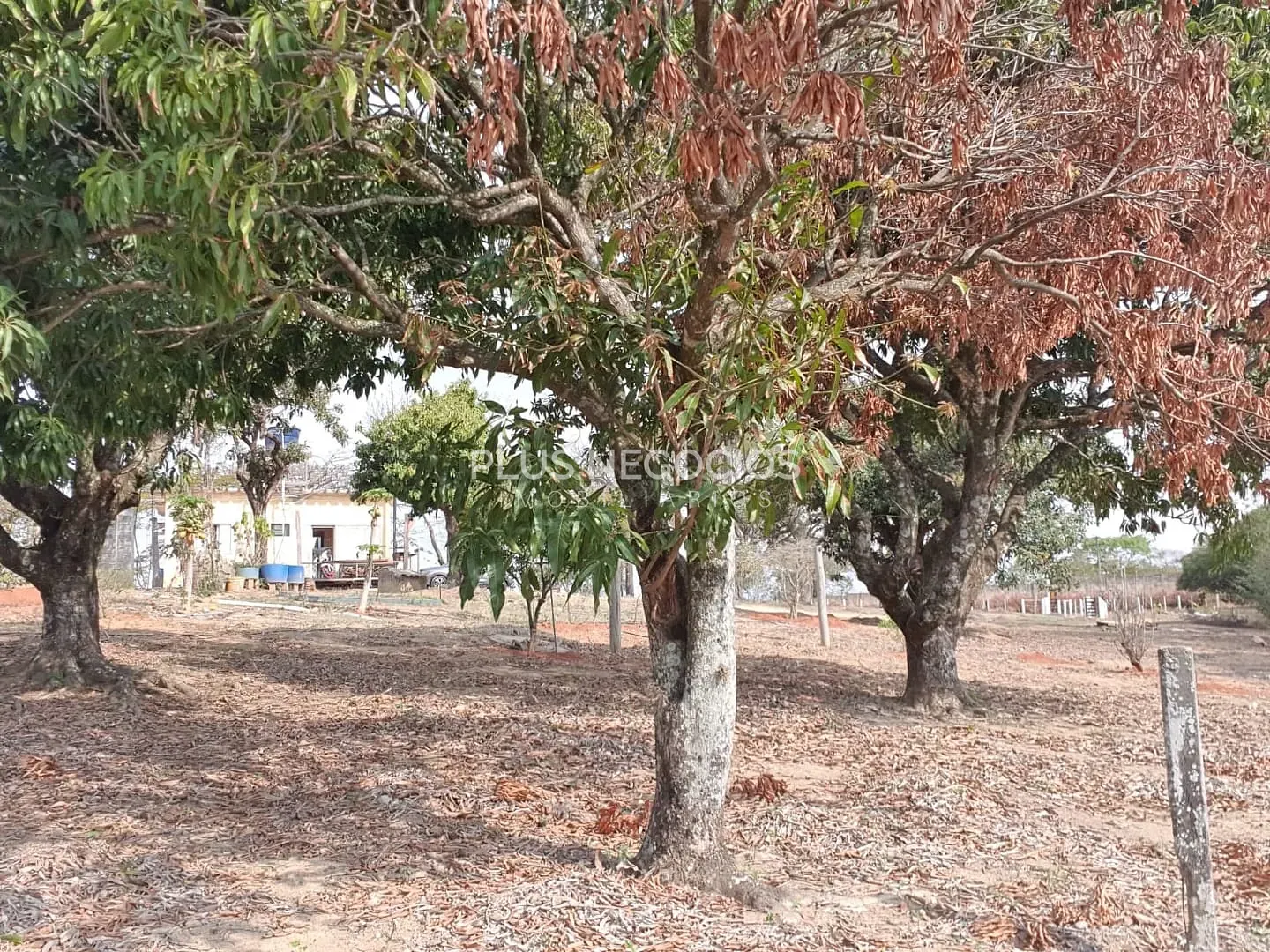 Terreno, 12 hectares - Foto 4