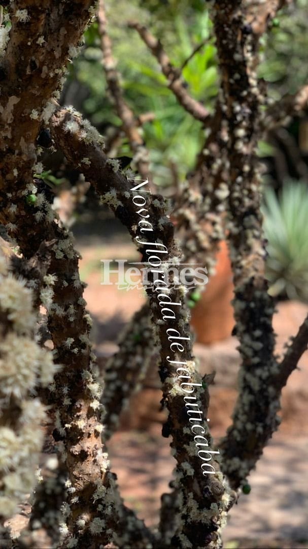 Casa, 3 quartos, 600 m² - Foto 17