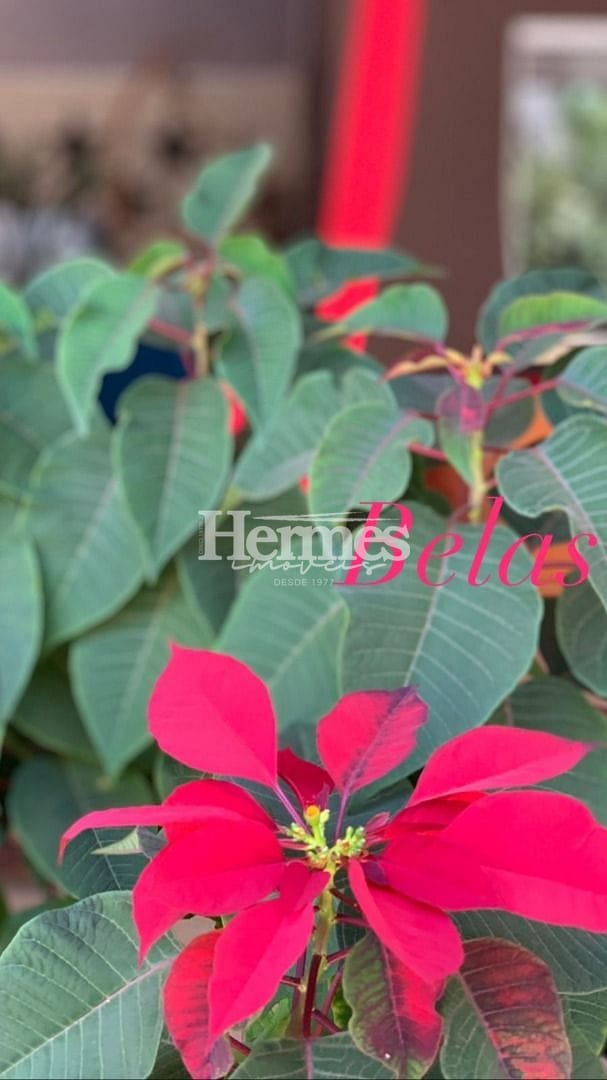 Casa, 3 quartos, 600 m² - Foto 19