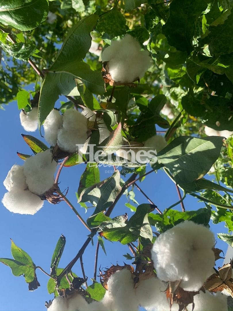 Casa, 3 quartos, 600 m² - Foto 14