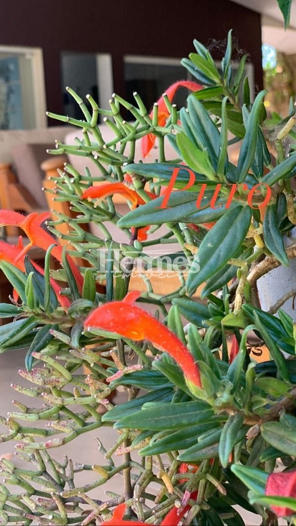 Casa, 3 quartos, 600 m² - Foto 18