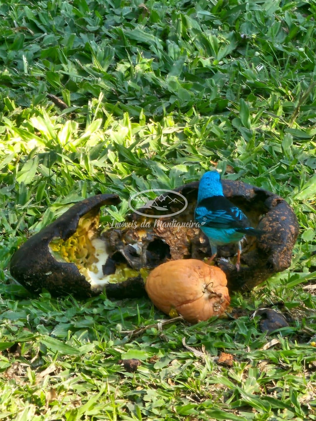 Casa, 6 quartos, 268 m² - Foto 41