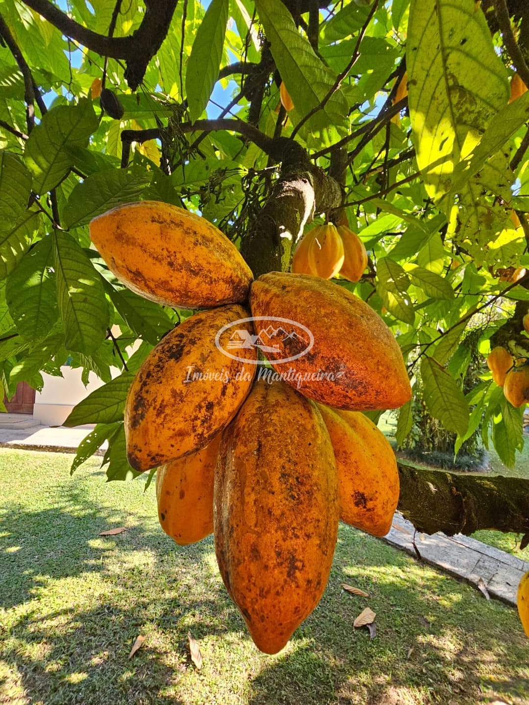 Casa, 6 quartos, 268 m² - Foto 44