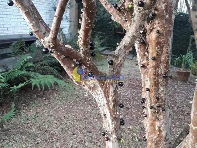 Casa com 560m² 3 quartos e 4 banheiros, à venda, no bairro Butantã em São Paulo