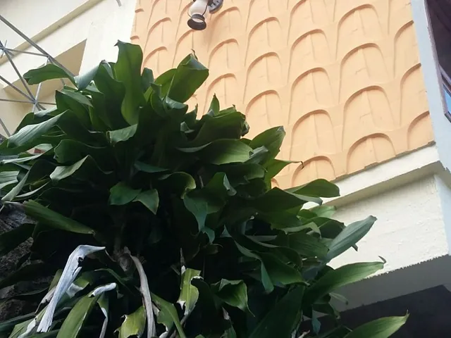 Casa 3 quartos e 1 banheiro, para alugar, no bairro Saco dos Limões em Florianópolis