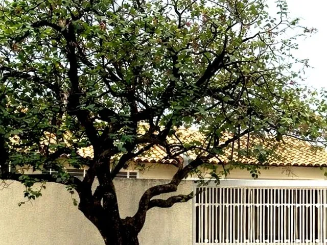 Casa com 270m² 3 quartos e 3 banheiros, à venda, no bairro Vila Lucy em Goiânia