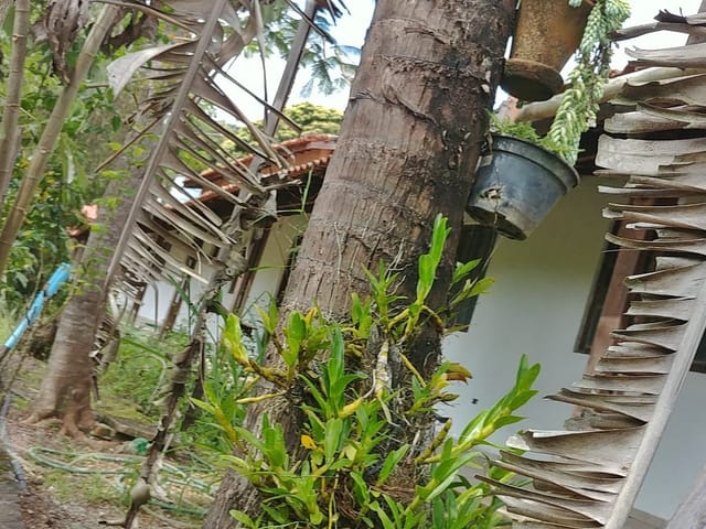 Foto do Casa - Casa para locação, Dona Anisia, Guararema, SP | Resolve Imóveis