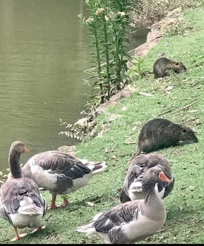 Casa, 5 quartos, 285 m² - Foto 48