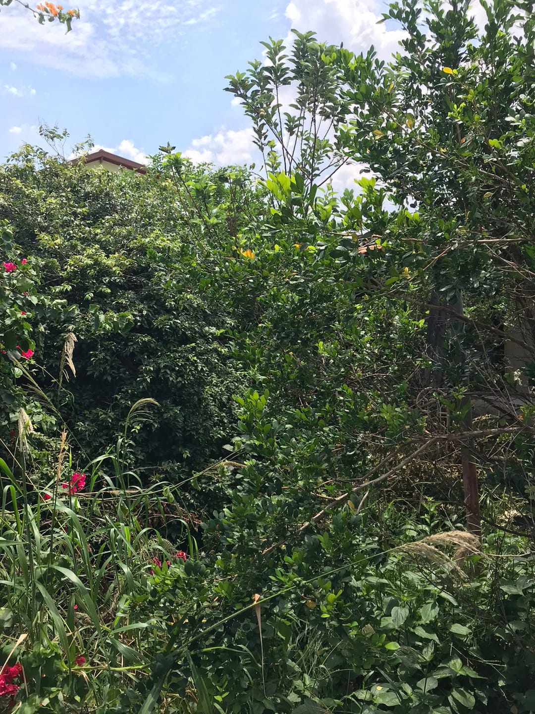 Casa, 2 quartos, 346 m² - Foto 19