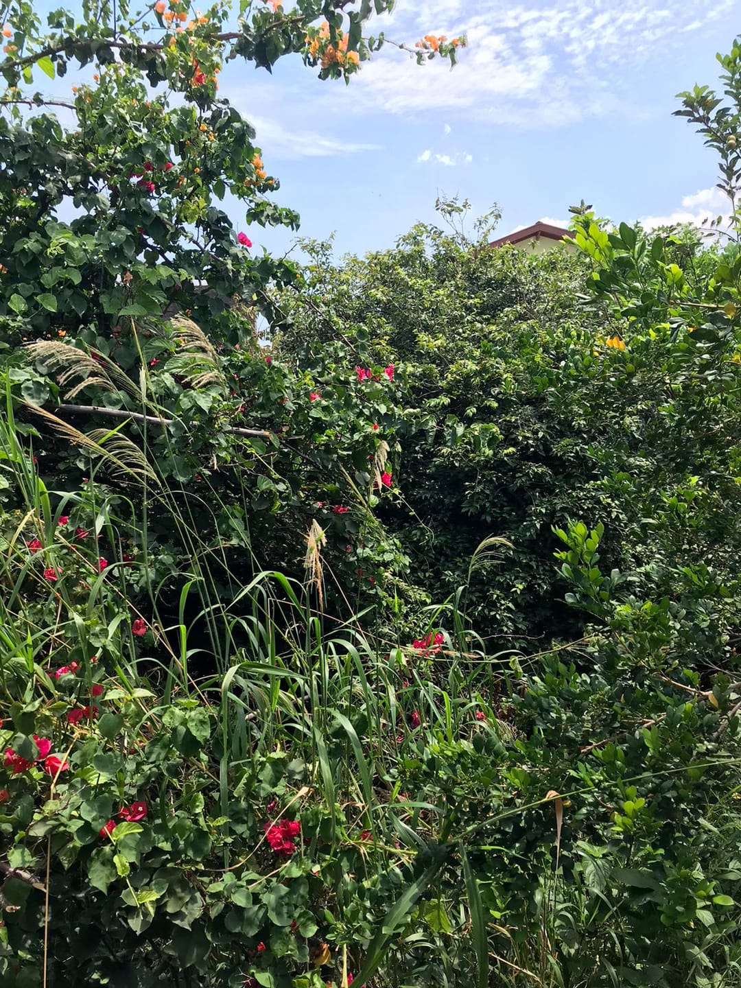 Casa, 2 quartos, 346 m² - Foto 21