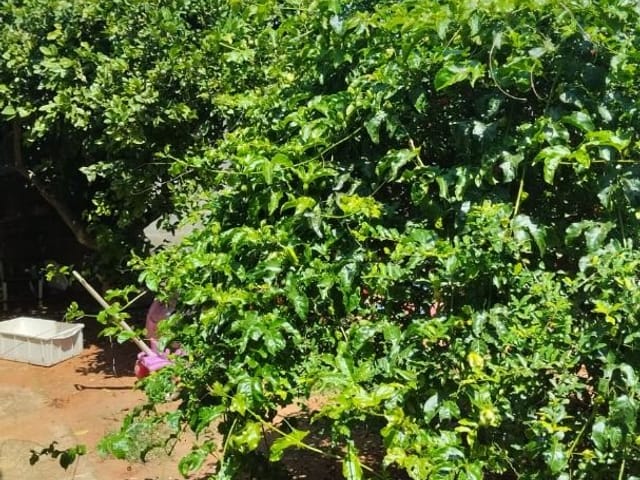 Casa com 200m² 2 quartos e 1 banheiro, à venda, no bairro Jardim Aurora em São João da Boa Vista