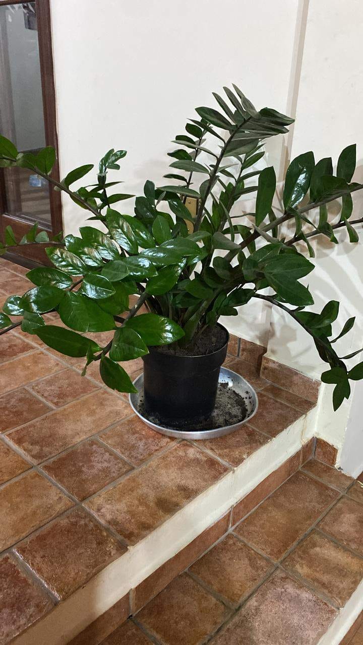 Casa, 3 quartos, 300 m² - Foto 13