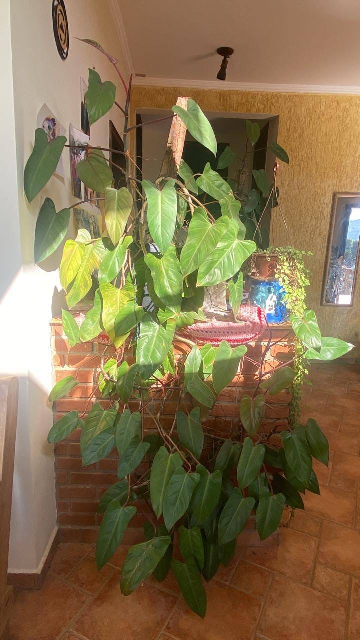 Casa, 3 quartos, 300 m² - Foto 26