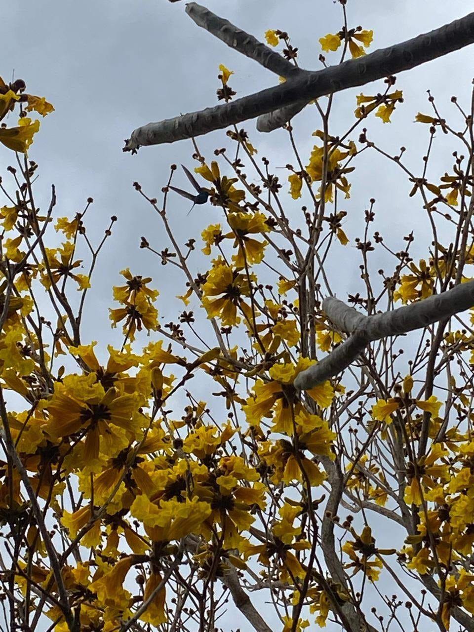 Casa, 3 quartos, 300 m² - Foto 29