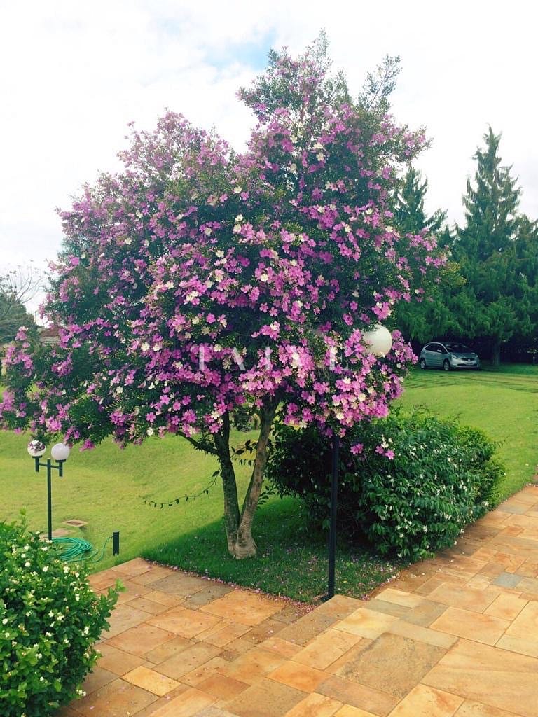 Chácara, 2 quartos, 5000 m² - Foto 9