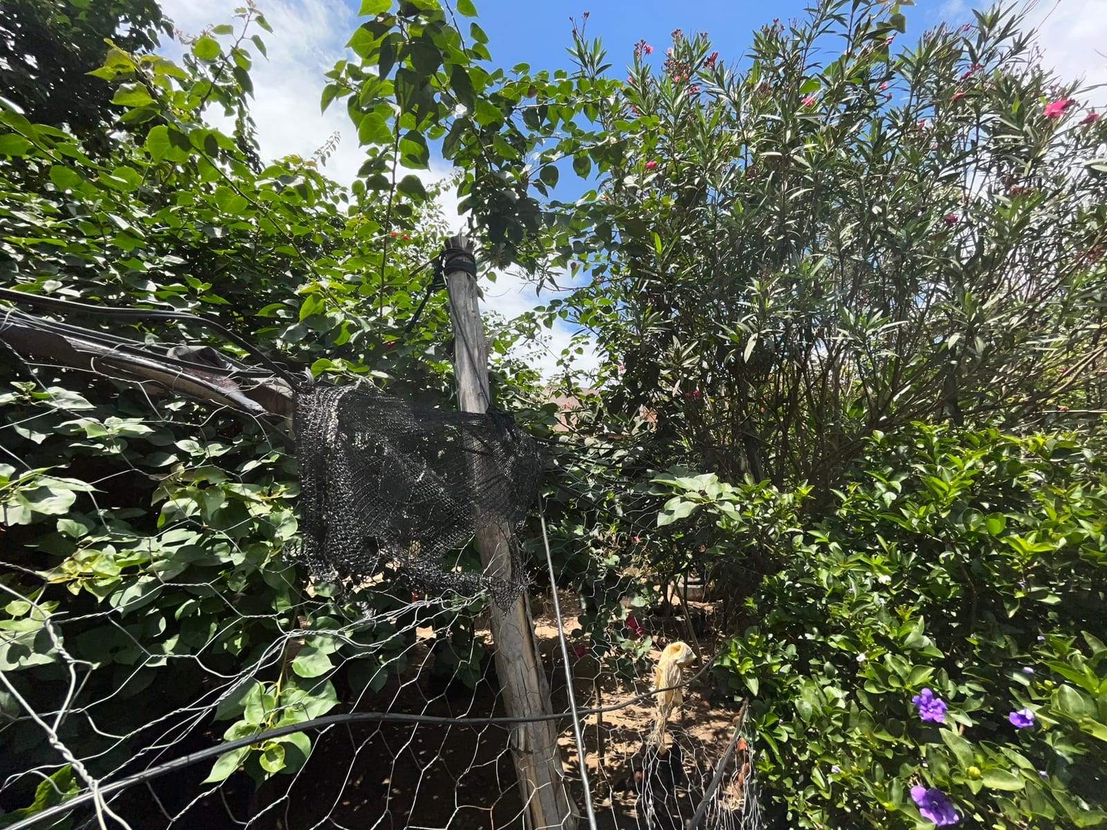 Casa, 3 quartos, 120 m² - Foto 15