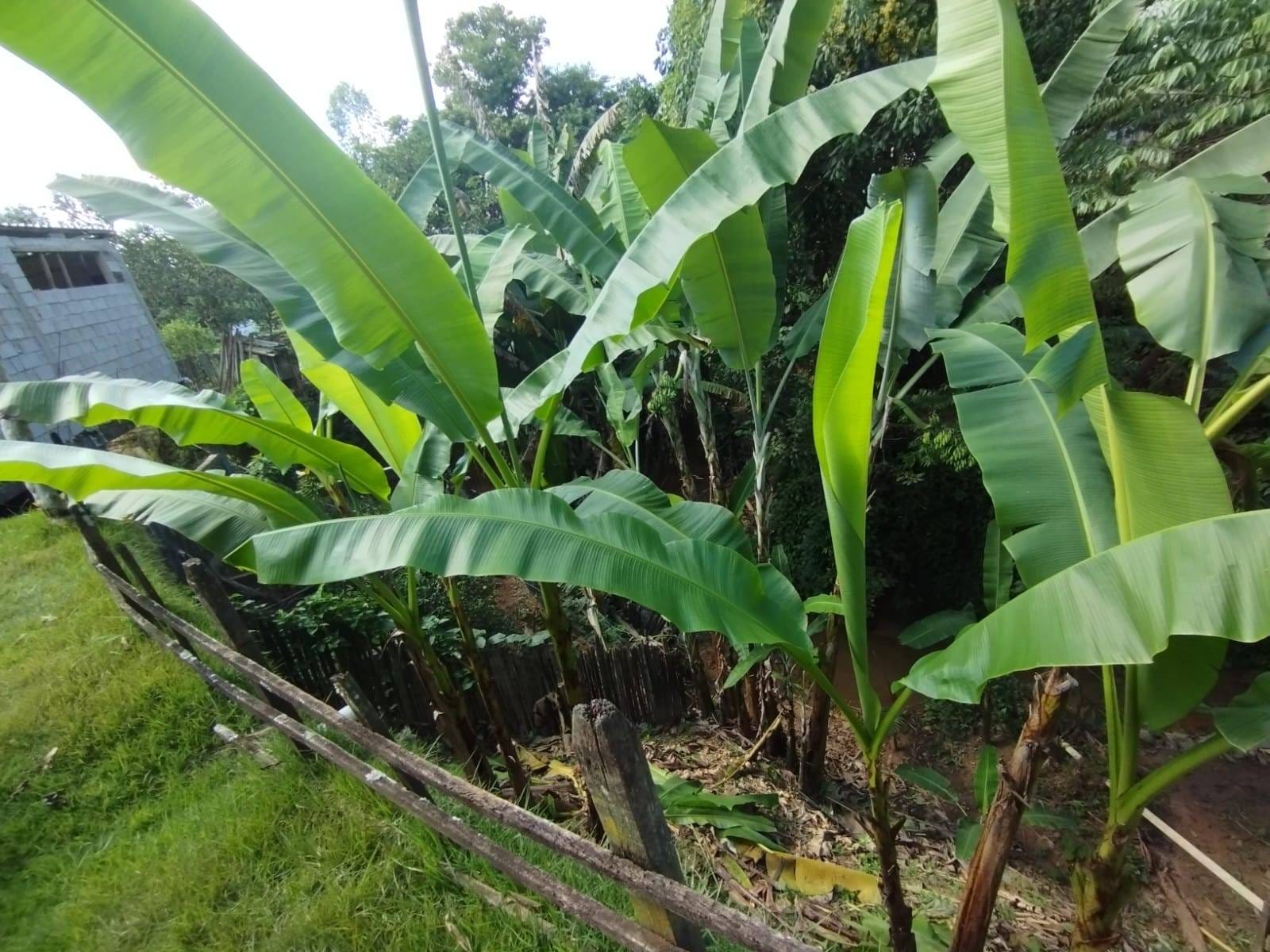 Casa à venda, Santa Isabel, Rio Pomba, MG - foto 7