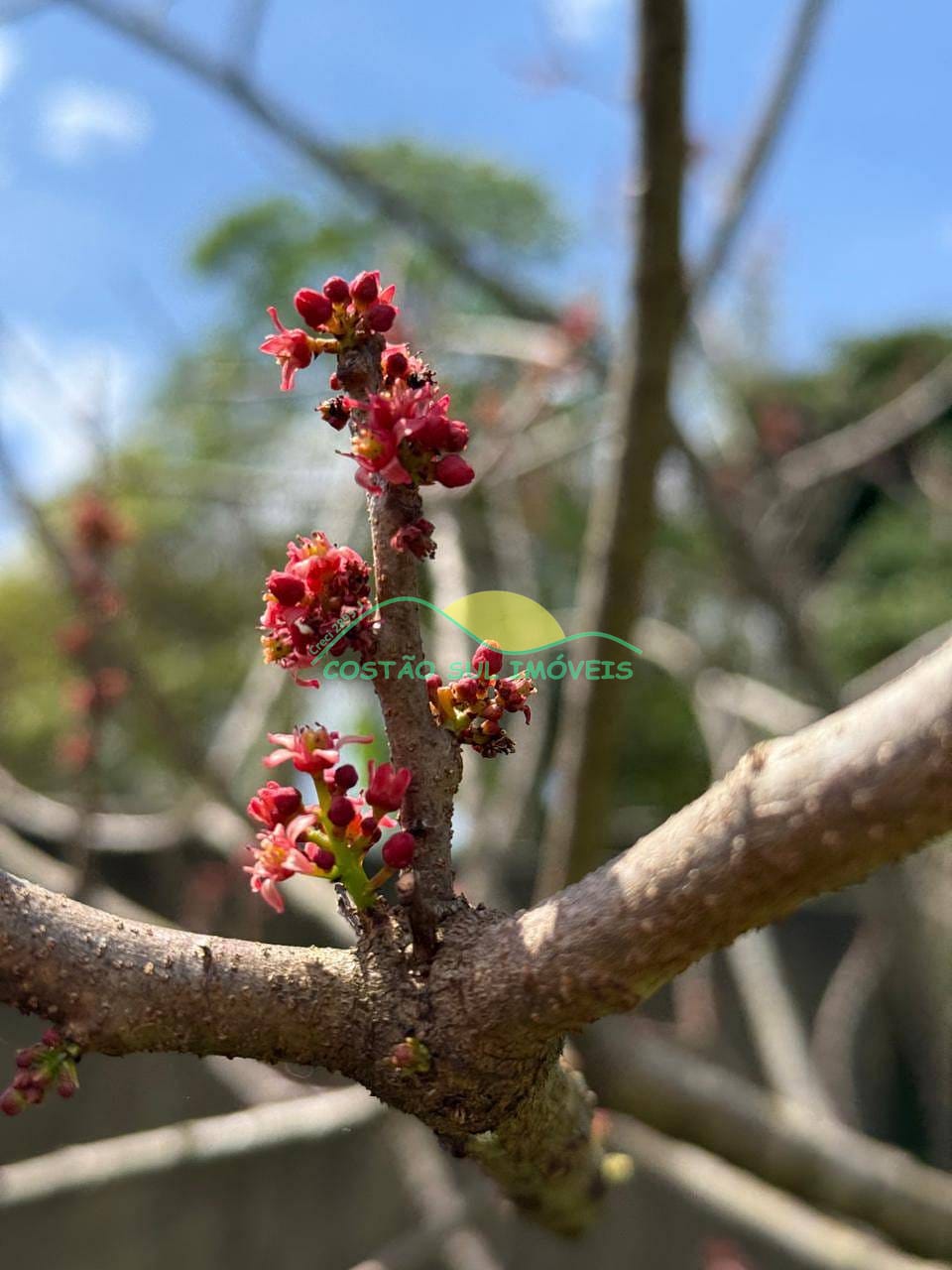 Casa, 6 quartos, 250 m² - Foto 60