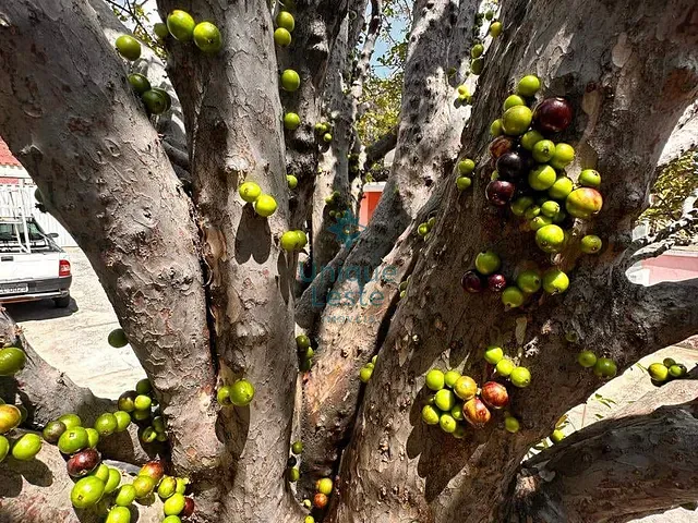Casa 3 quartos e 2 banheiros, à venda, no bairro Guarani em Belo Horizonte