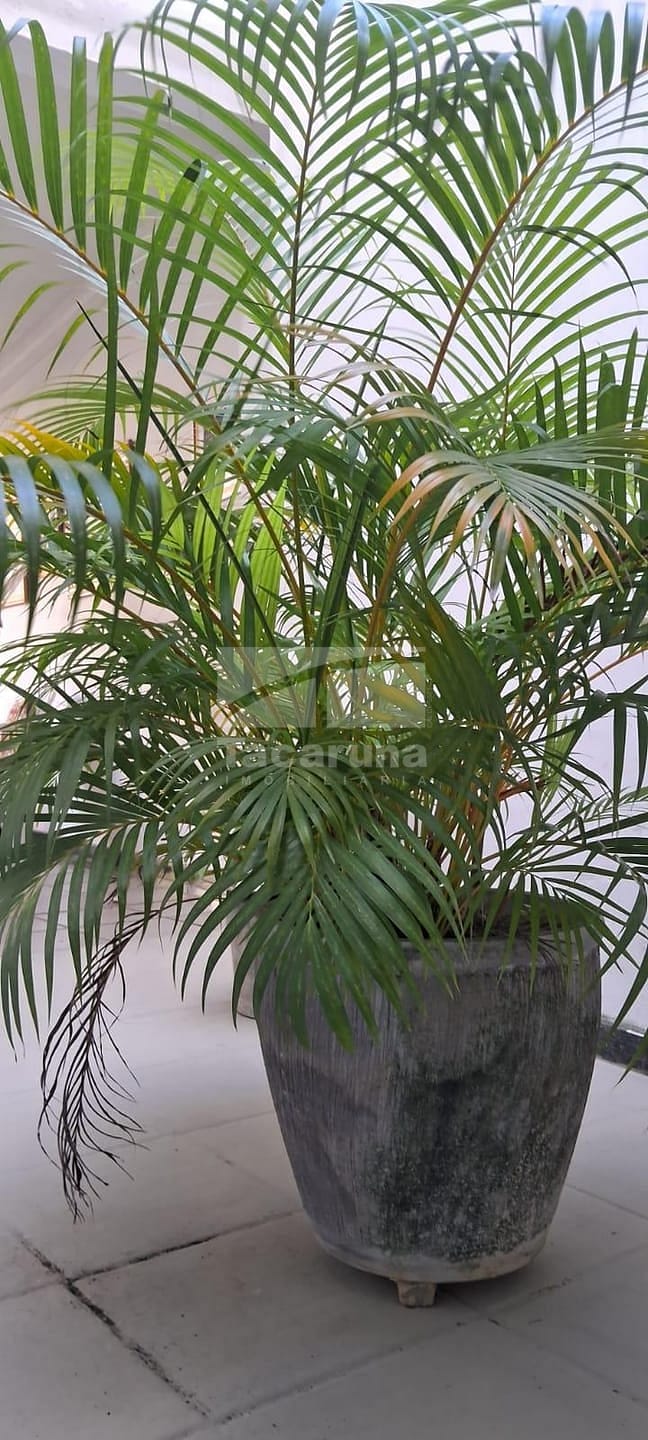 Casa, 5 quartos, 250 m² - Foto 33