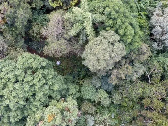 Casa à venda, no bairro Rondinha em Campo Largo