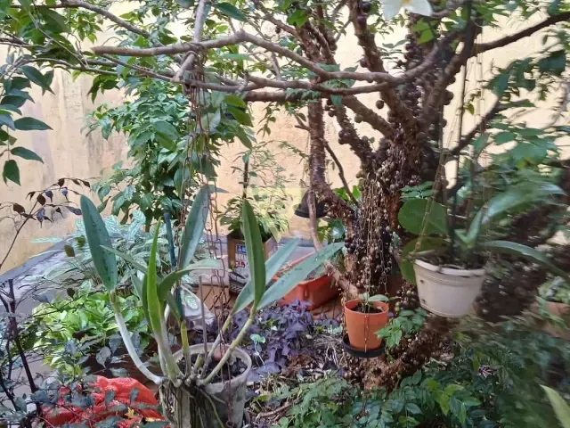 Casa com 200m² 3 quartos e 2 banheiros, à venda, no bairro Quintino Facci II em Ribeirão Preto