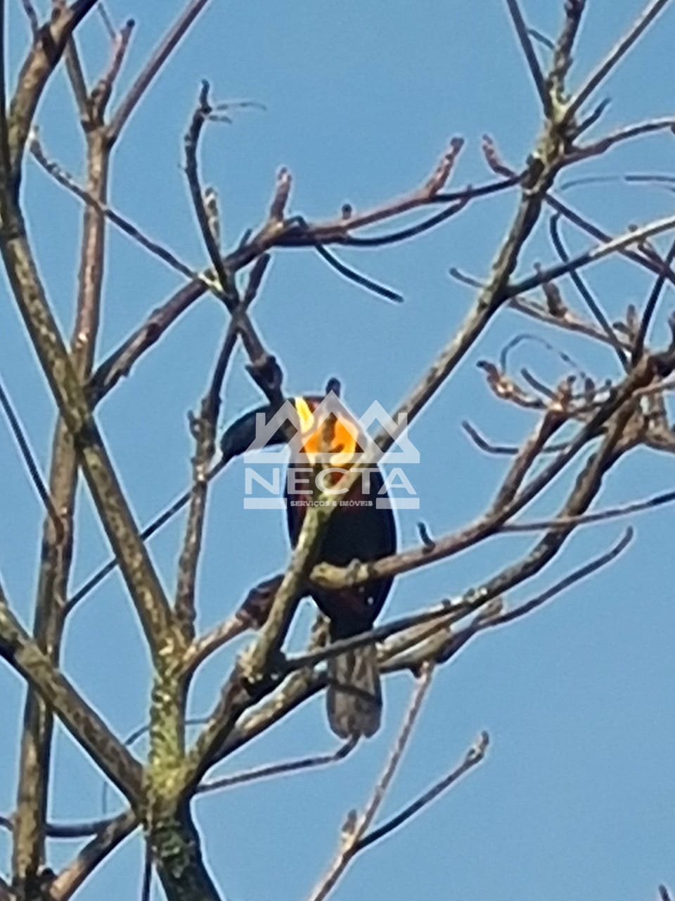 Casa, 3 quartos, 206 m² - Foto 17