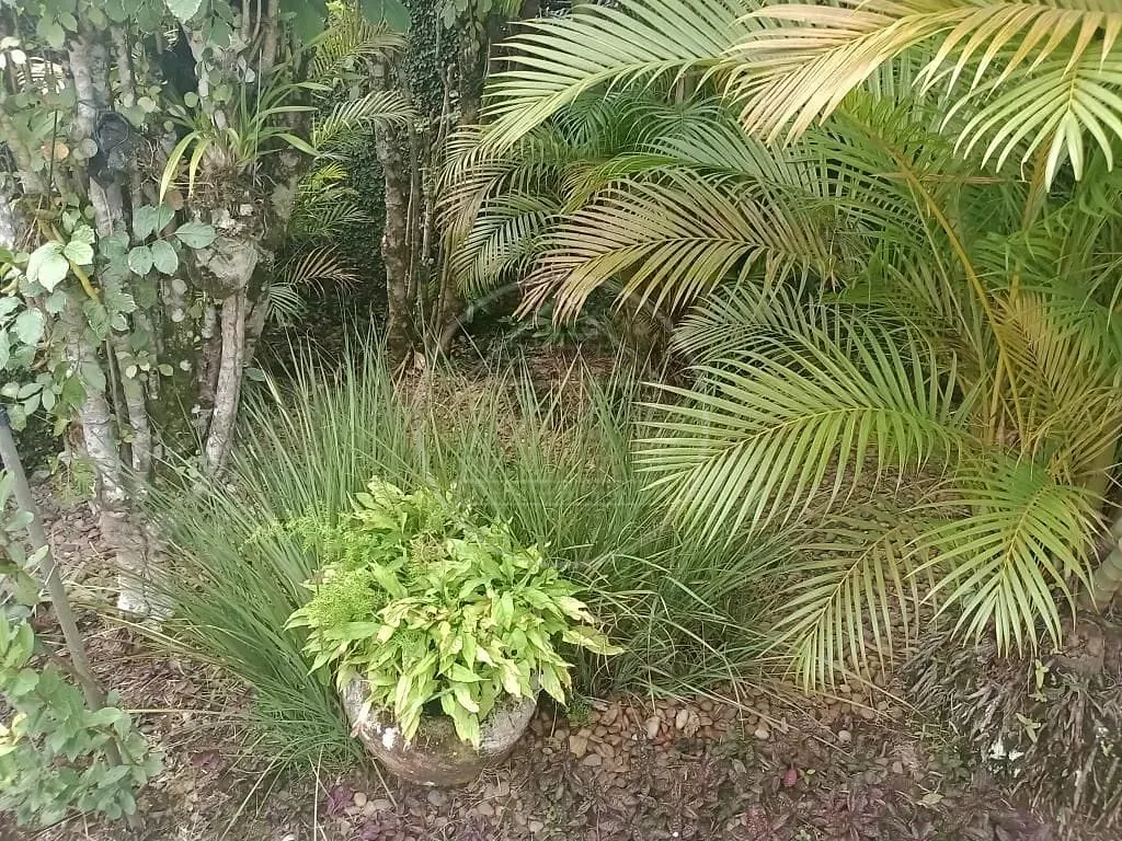 Casa, 5 quartos, 340 m² - Foto 12