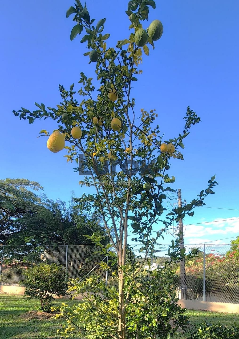 Casa, 4 quartos, 310 m² - Foto 34