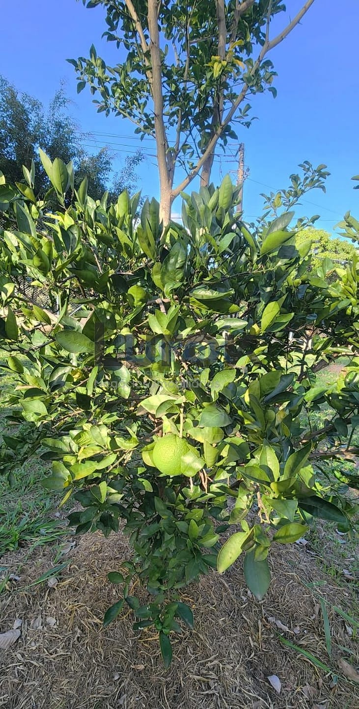 Casa, 4 quartos, 310 m² - Foto 32