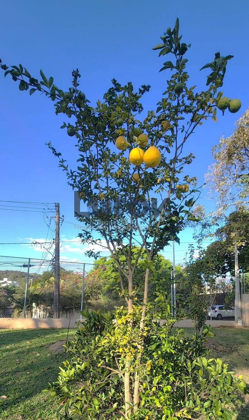 Casa, 4 quartos, 310 m² - Foto 33