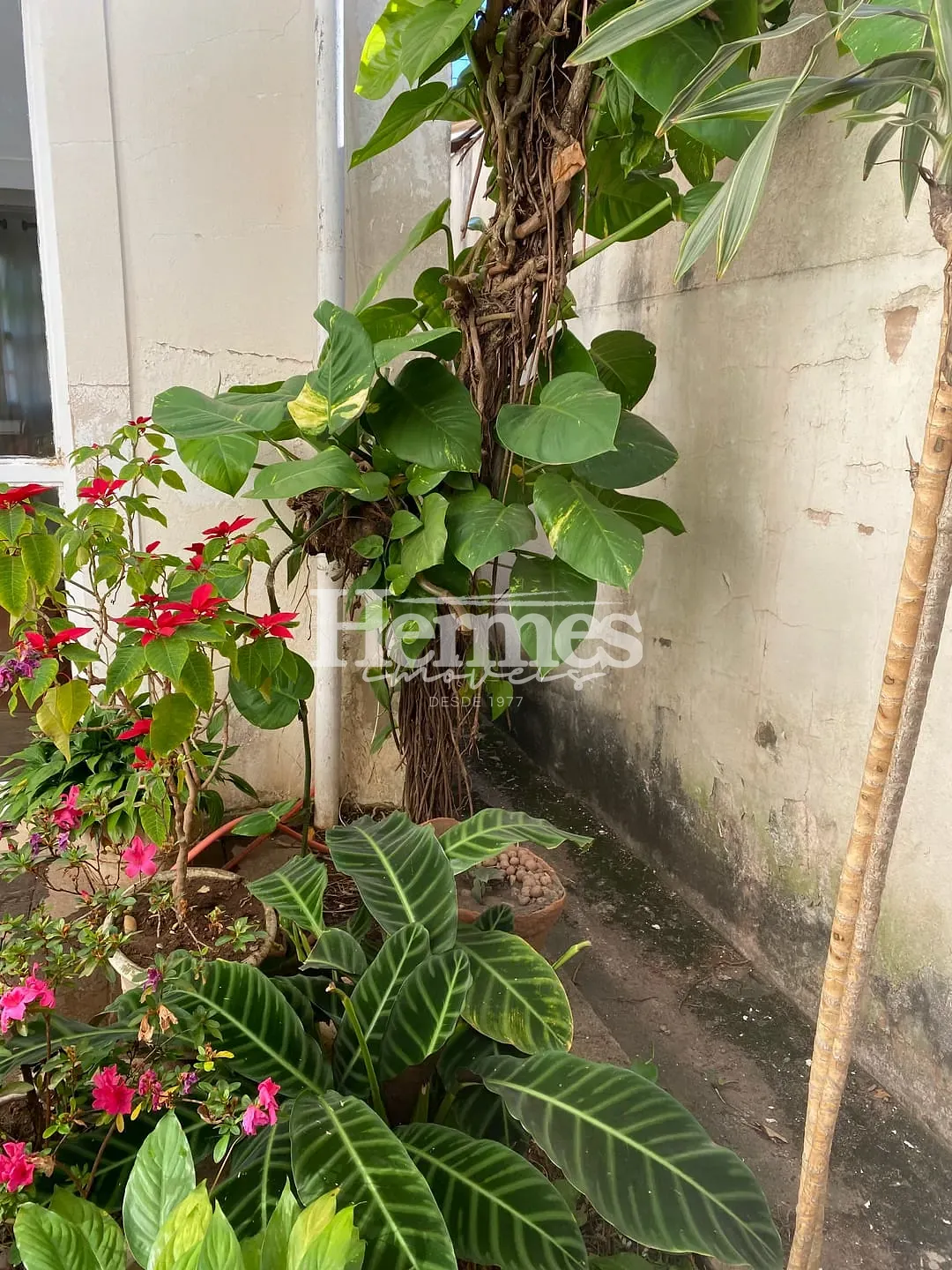Casa, 4 quartos, 307 m² - Foto 10