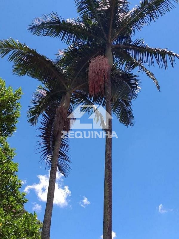 Casa, 4 quartos, 360 m² - Foto 13