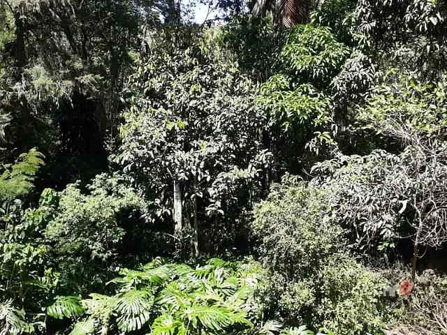 Casa com 3600m² 1 quarto e 1 banheiro, à venda, no bairro Corrêas em Petrópolis