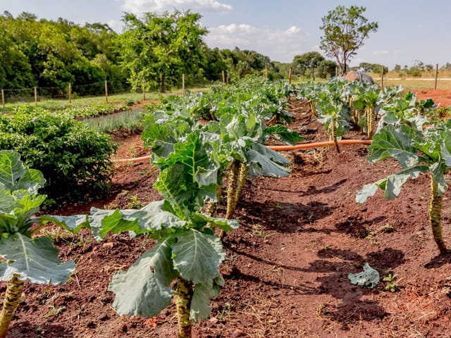 Casa Térrea com 4 quartos para venda na Reserva da Coroa no Condomínio Portal do Sol Green em Goiânia - Foto