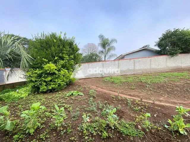 Casa com 1000m² 2 quartos e 1 banheiro, à venda, no bairro Colônia Dona Luíza em Ponta Grossa