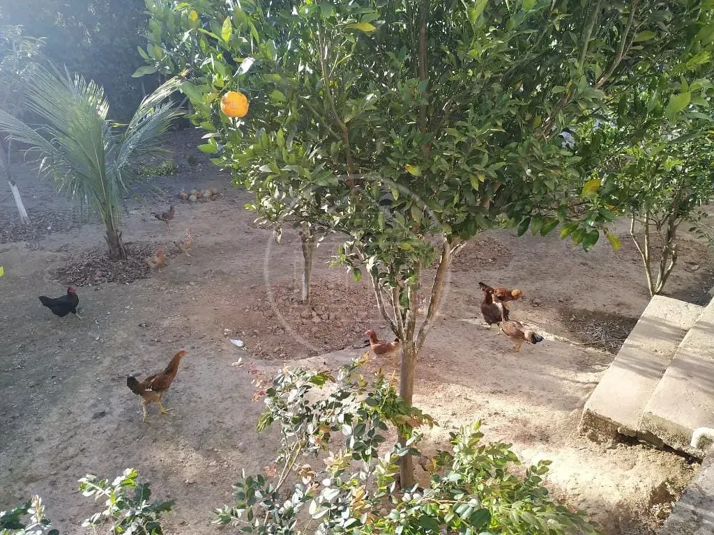 Casa, 3 quartos, 450 m² - Foto 51