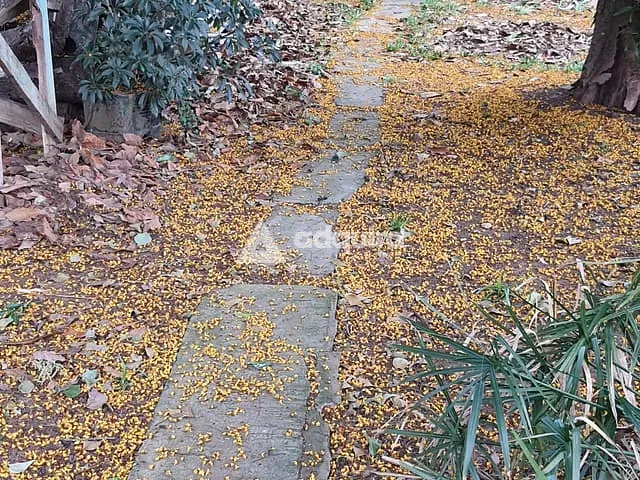Casa com 564m² 3 quartos e 1 banheiro, à venda, no bairro Nova Rússia em Ponta Grossa