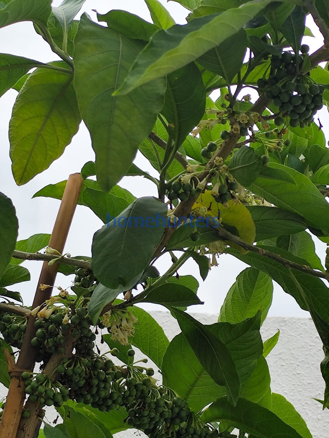 Casa, 6 quartos, 444 m² - Foto 36