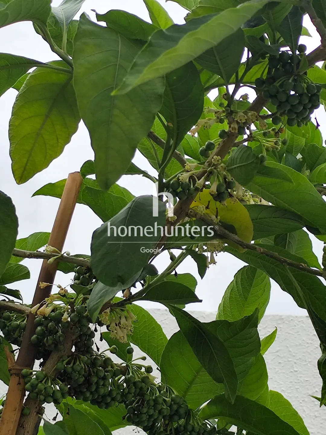 Casa, 6 quartos, 444 m² - Foto 35