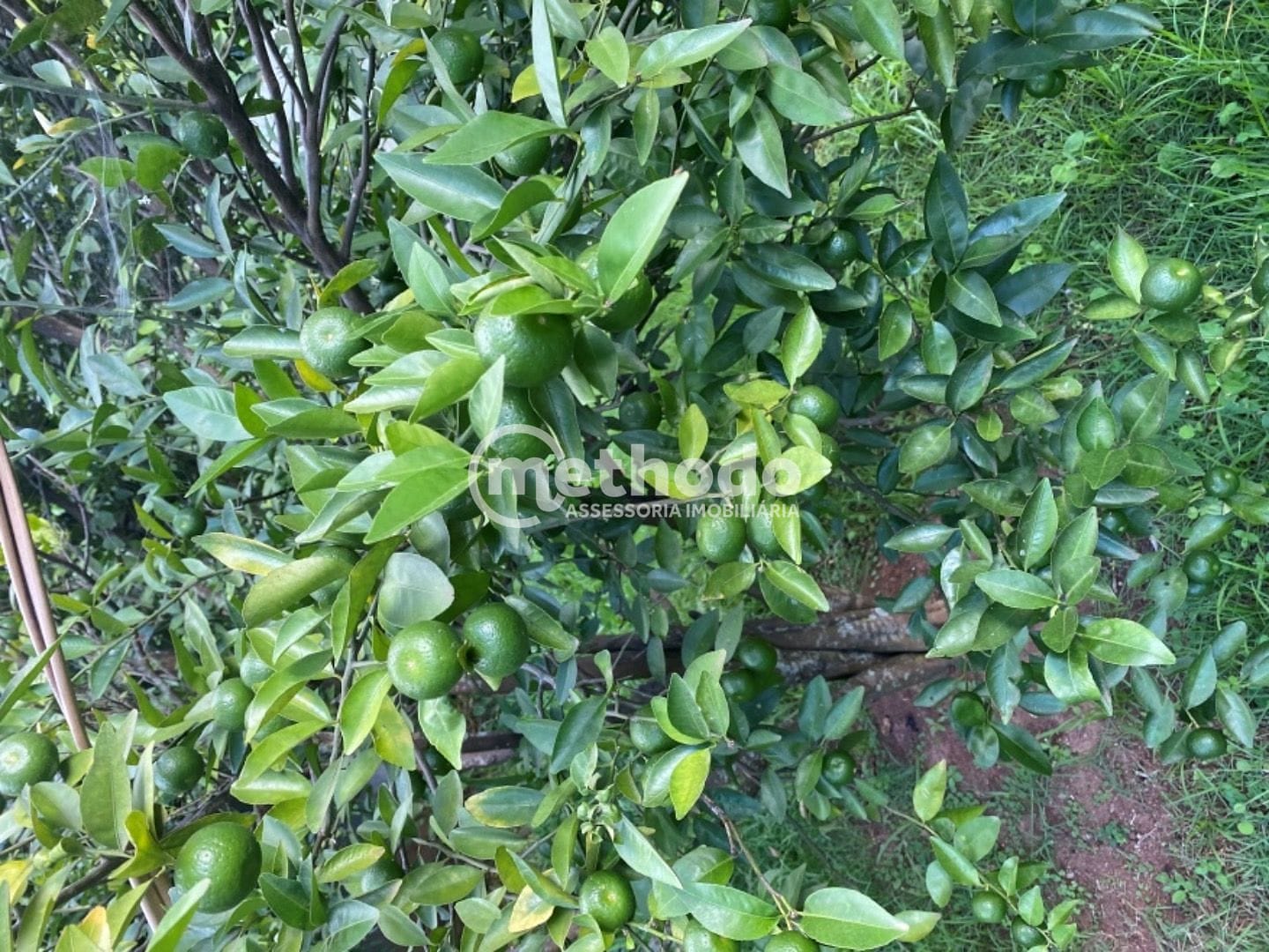 Casa, 4 quartos, 800 m² - Foto 23