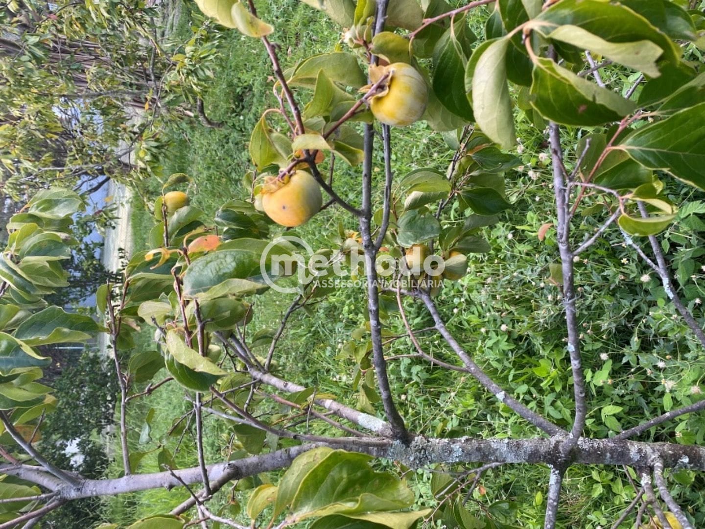 Casa, 4 quartos, 800 m² - Foto 22