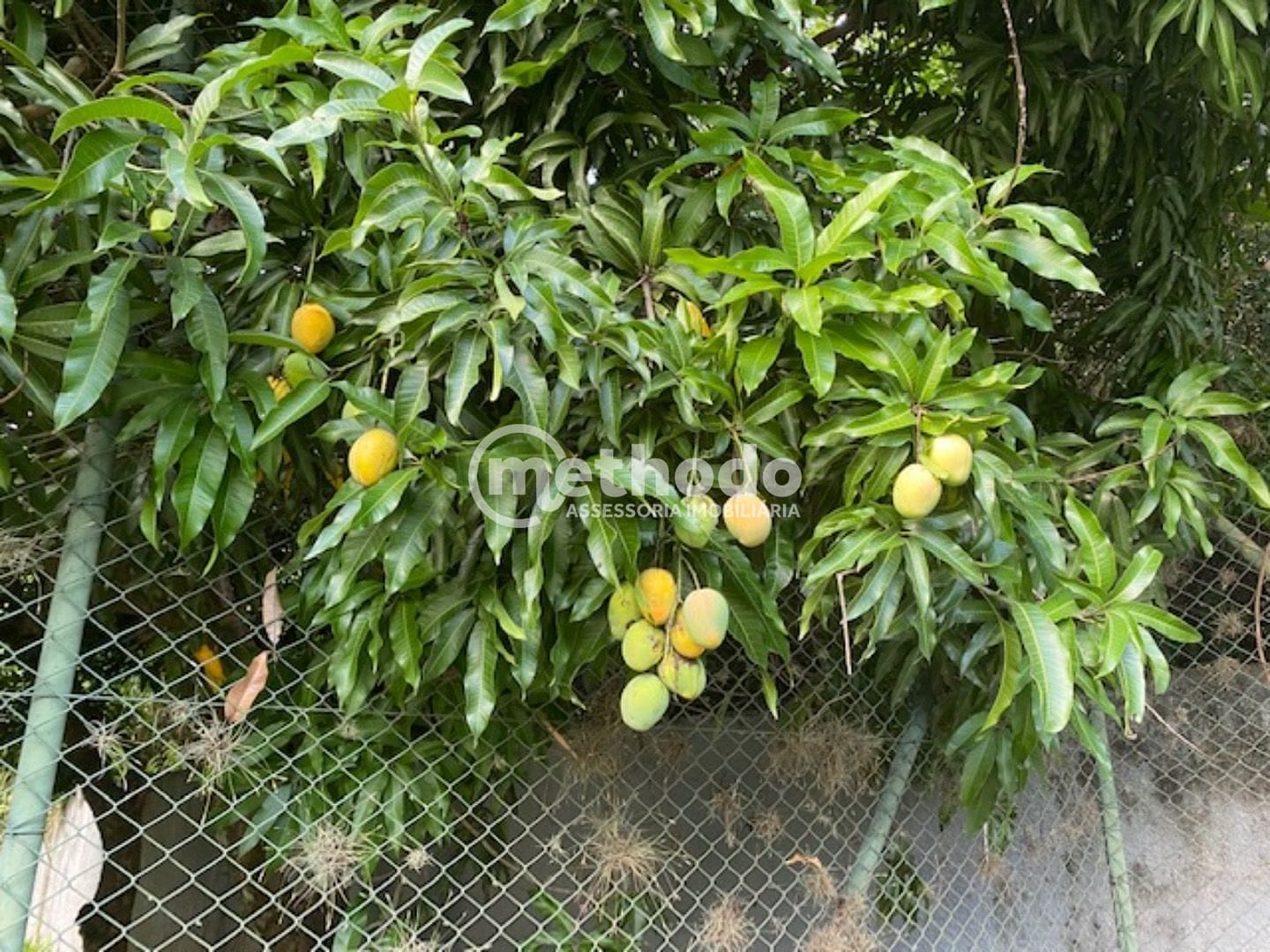 Casa, 4 quartos, 800 m² - Foto 20