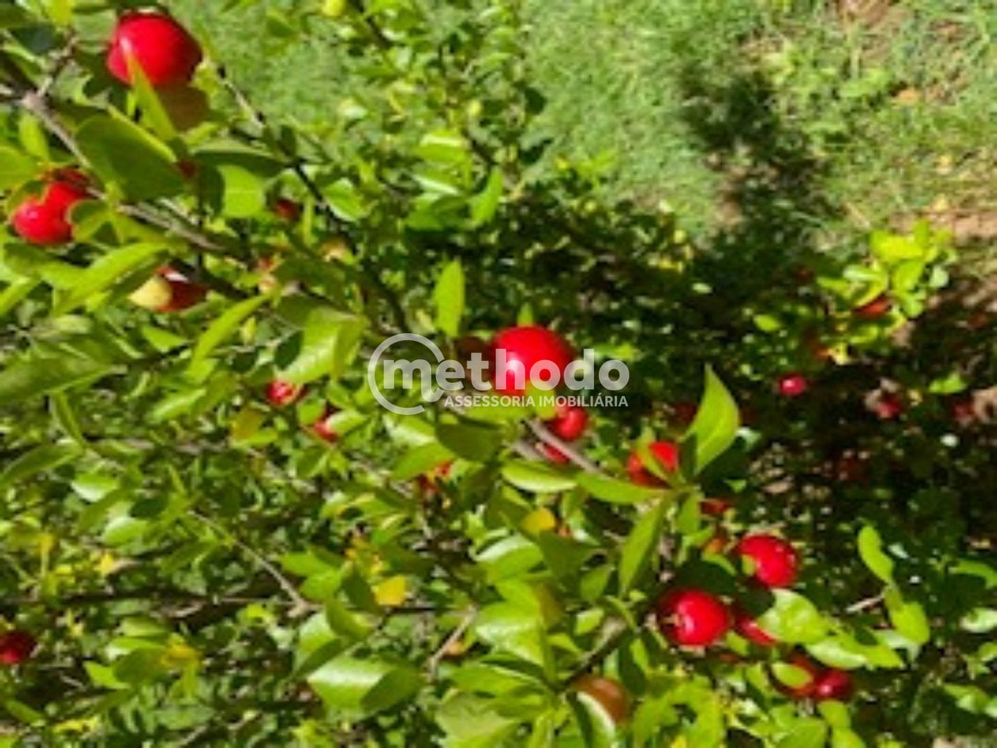 Casa, 4 quartos, 800 m² - Foto 24